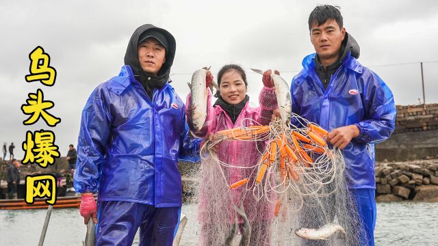 赶海收渔网抓爆50斤大乌头鱼,带两条大的回家做水煮鱼,味道绝了