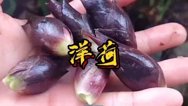 美味食鲜带您了解一种食用价值极高的野菜洋荷,吃起来脆脆的,味微甜!您吃过吗?#美食#农村野菜 #营养丰富