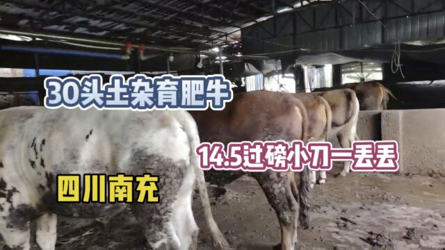 来看看南充这30头土杂育肥牛,真的物美价廉,14.5可以小刀一丢丢