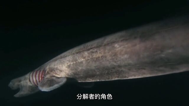 地球上现存的十种活化石生物科普针鼹鸭嘴兽活化石 3