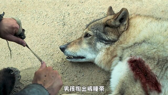 男孩救下一头野狼 即使没有吃的 也没有选择伤害狼