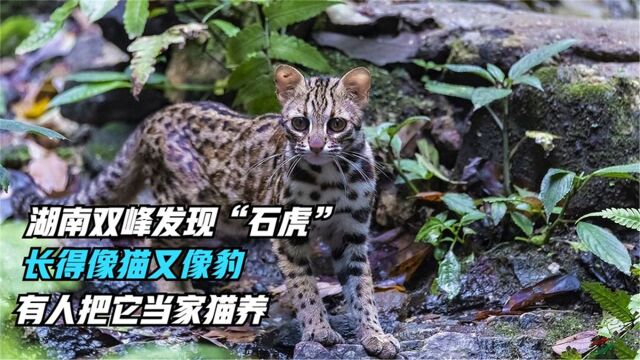 湖南双峰发现“石虎”,长得像猫又像豹,有人把它当成家猫养