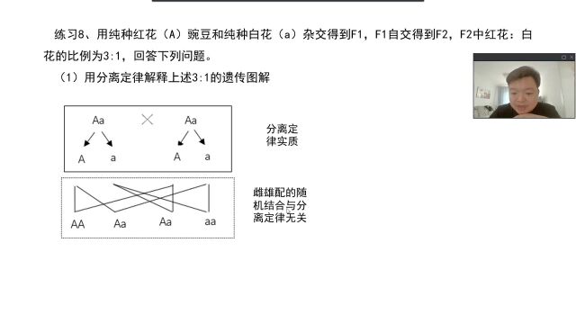 分离定律(96)出现3:1的性状分离比需要满足的条件