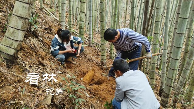 半山腰两株叶子浓密绿竹,找准竹鞭一通猛挖,出货这刻真让人兴奋