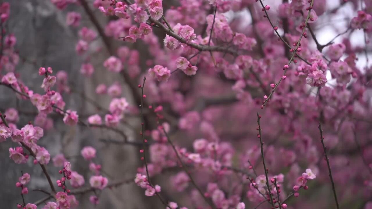 今日瞬间 | 梅好时刻