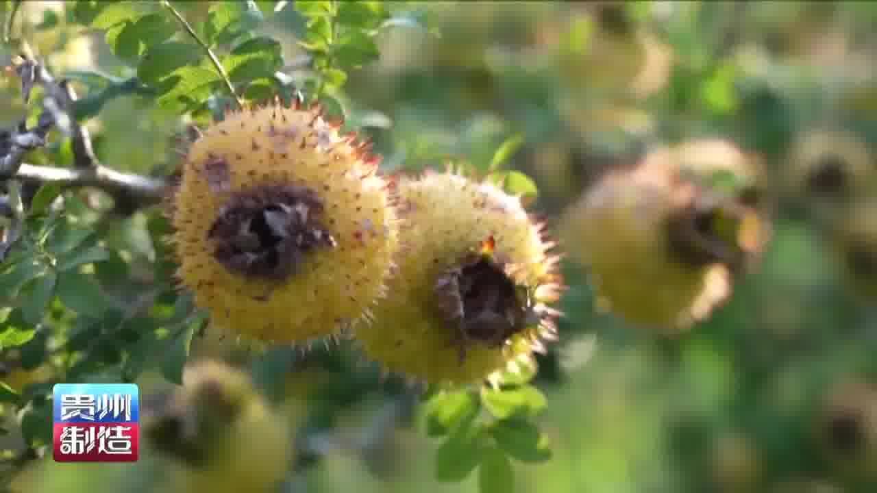 贵州制造丨盘州:从太空回来的刺梨种子已开始育苗