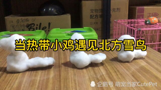 二月的雪总是这么突然,热带的鸟见到雪会怎么样呢?