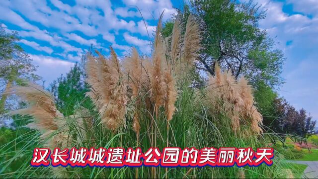 汉长安城未央宫宫国家考古遗址公园的千鸟花海凤景美如画