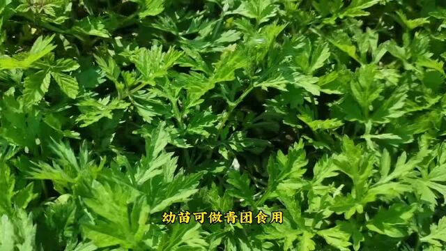 #艾草种植 房前屋后种上艾草,非常有用