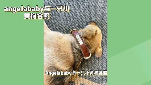 Angelababy与小黄狗阿黄:名字是巧合还是暗示