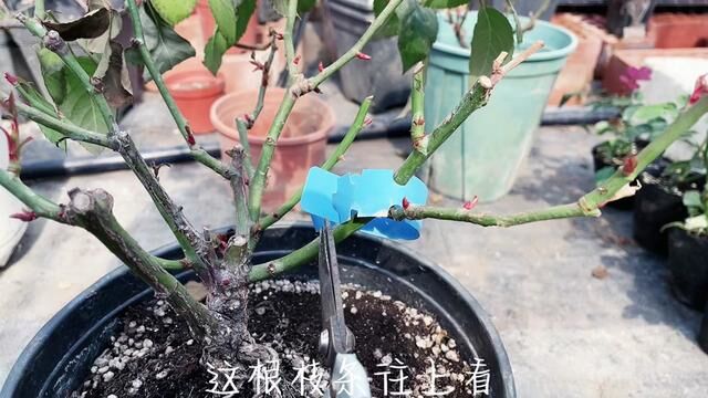 #爱生活爱养花 #分享家庭养花小常识 #藤本月季爬藤欧月 #庭院植物 #种植小技巧