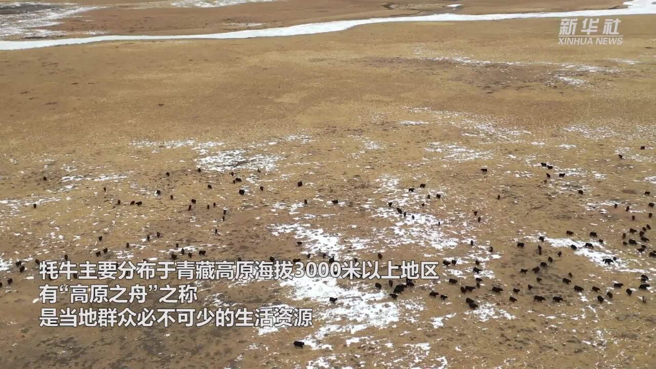 青海黄南:“高原之舟”拓宽群众增收致富路