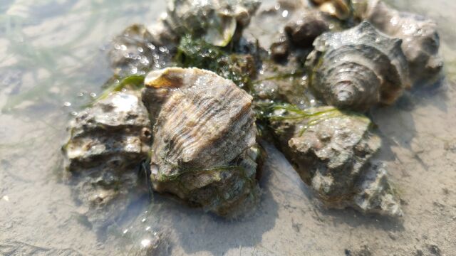 下午大干潮,阿富赶海闯进海螺墩,满地辣螺捡不完