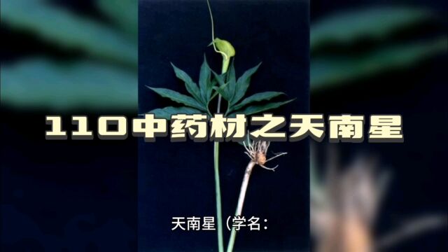 110中药材知识分享之天南星