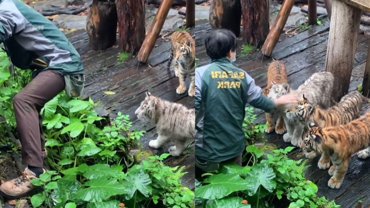 游客手机掉入虎园,工作人员大胆捡拾忍不住摸了虎头:幸好是幼虎