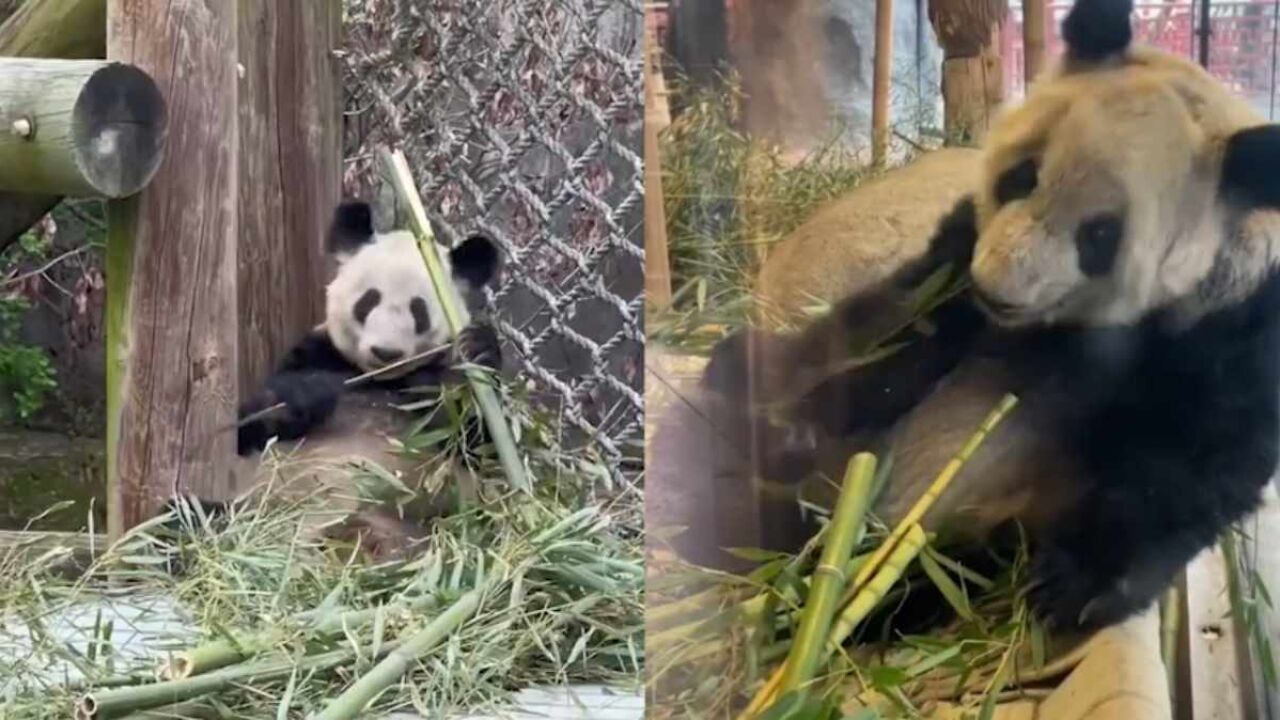 旅美大熊猫丫丫现状惹人心疼 在美华人:丫丫饮食条件已有改善