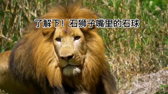 你知道石狮子嘴里面的许愿球是怎么放进去的吗?