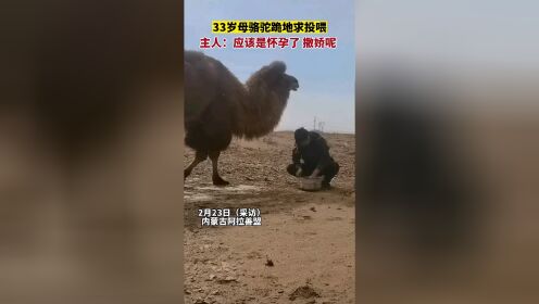 内蒙古阿拉善盟，33岁怀孕母骆驼跪地撒娇求主人投喂。#万物有灵