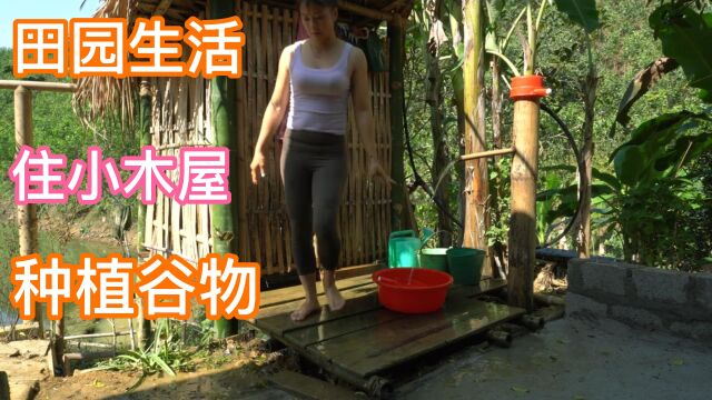 深山里自给自足的田园生活,种地养鸡养鸭,在农田里种植谷物