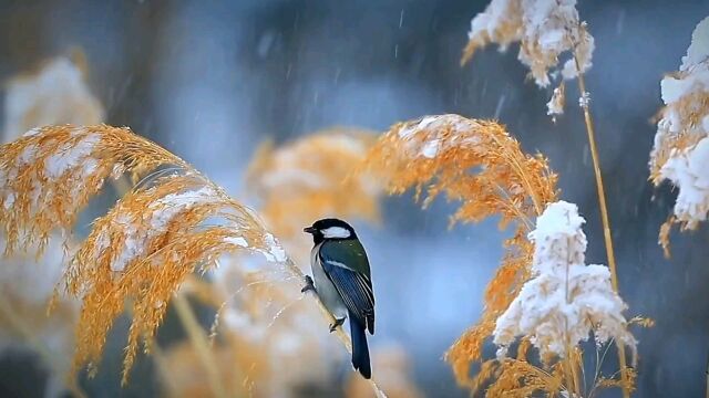 野生鸟鹪鹩.