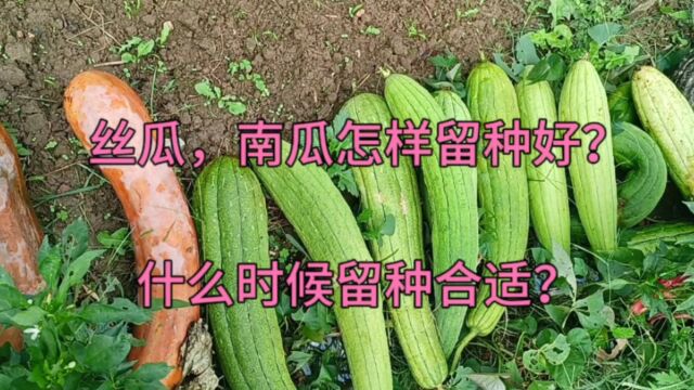 丝瓜,南瓜怎样留种好?这样做来年种子出芽率高,后期果实产量高