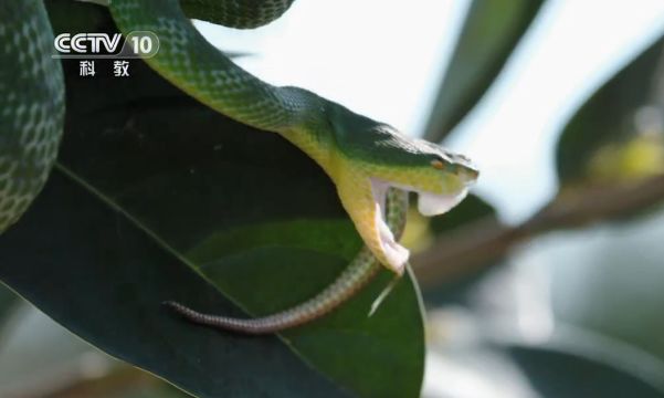 白唇竹叶青蛇能将嘴张开近180度,直接攻击猎物头部,致命一击