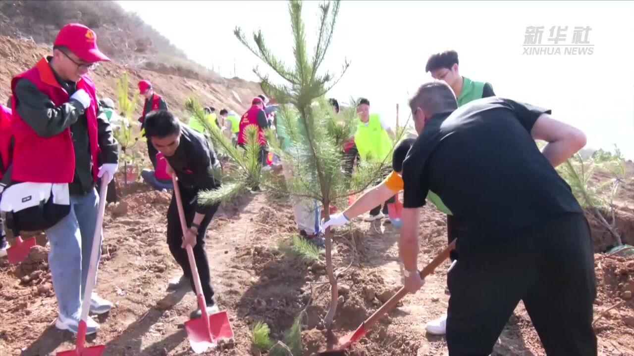 河南新安:黄河生态廊道植树造林“忙”