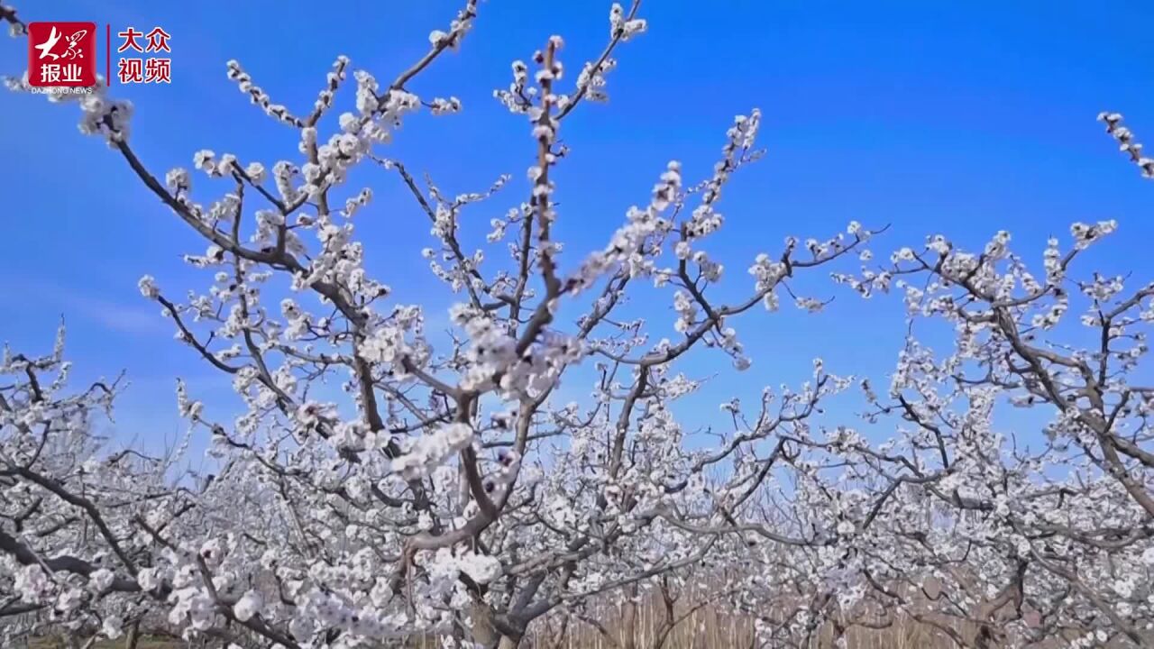 视频丨山东邹平:杏花枝头绽放,约上好友去赏花