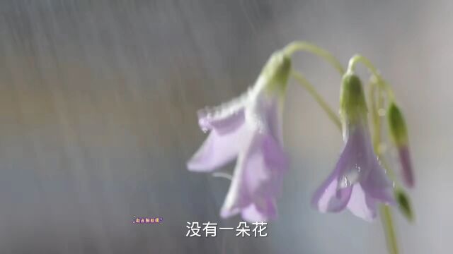 没有一朵花