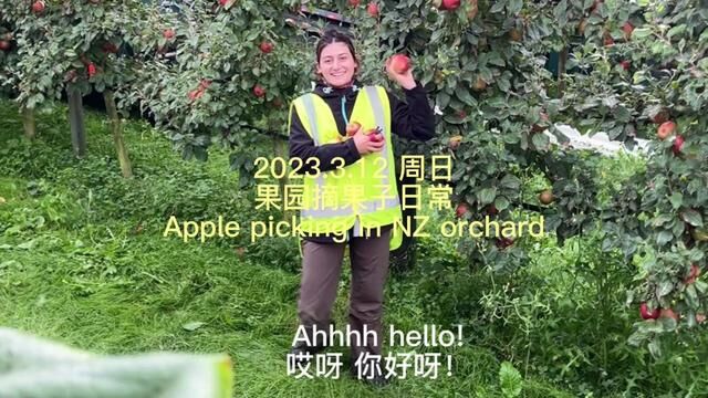 2023.3.12 周日 在新西兰南岛摘苹果3礼拜 第一次尝试英文vlog #记录国外真实生活 #新西兰打工度假