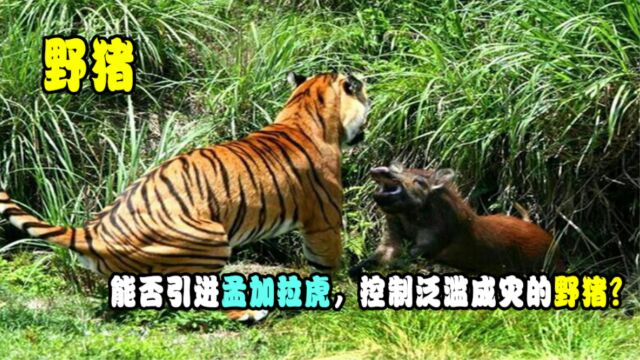 120万头野猪在中国泛滥成灾,能否引进孟加拉虎,控制野猪数量?