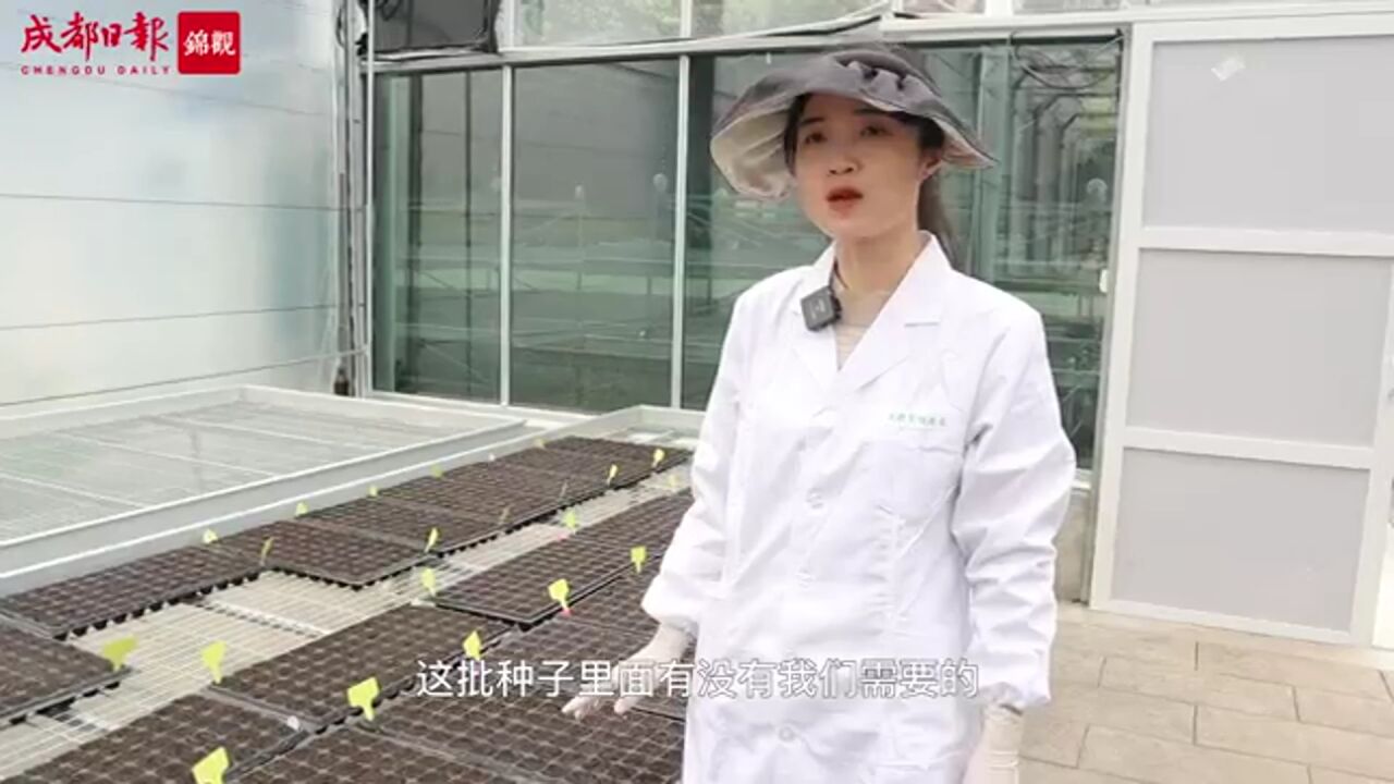 “太空旅客”木芙蓉种子完成播种,正式开启地面培育阶段