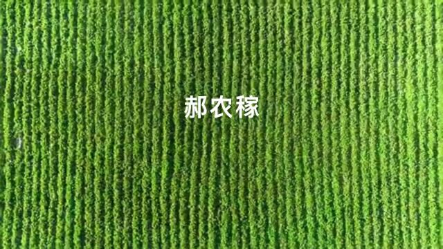 陕西省绥德县崔家湾镇砭村红薯苗地基