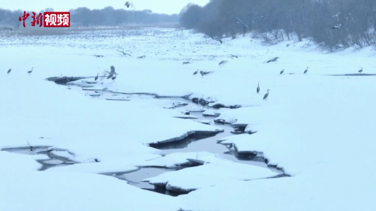 黑龙江饶河:乌苏里江湿地北归候鸟上演“冰雪之舞”