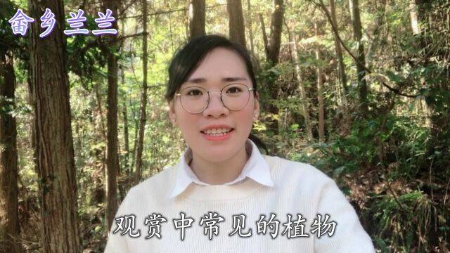 “枫杨”别名鬼柳,它的3种用途你知道多少?快来一起了解下