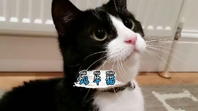 奶牛猫的性格绝对是猫中二哈,养起来太刺激啦#奶牛猫 #奶牛猫就是神经猫 #猫咪 #