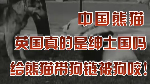 英国真的是绅士国吗?强抢文物烧杀抢掠,给熊猫带狗链被狗咬!