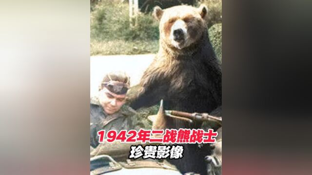 1942年熊战士珍贵影像,唯一参加过二战的棕熊,十分勇猛!