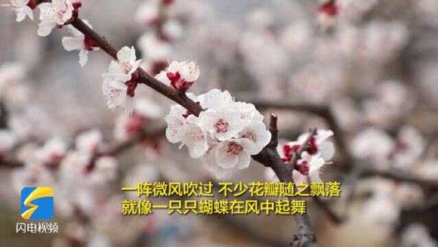 新泰:千亩杏梅花开 满山春意盎然