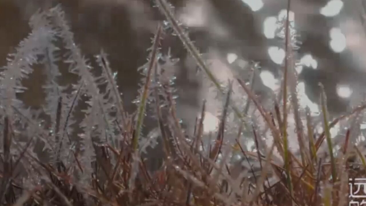 雾凇是北方冬季常见的自然现象在云南的白马雪山脚下有玉树琼花的景象