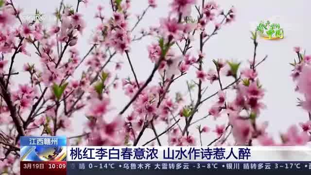 桃花岛登上央视新闻直播间