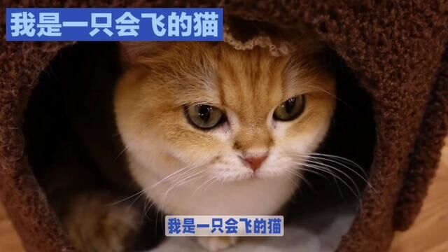 我是一只会飞的猫#网红猫 #喵星球 #猫精 #宠物猫