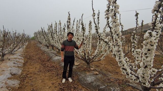 退休大爷有远见,种植KGB树形黄蜜樱桃,今年每株产果80100斤,一棵树就能卖1000元