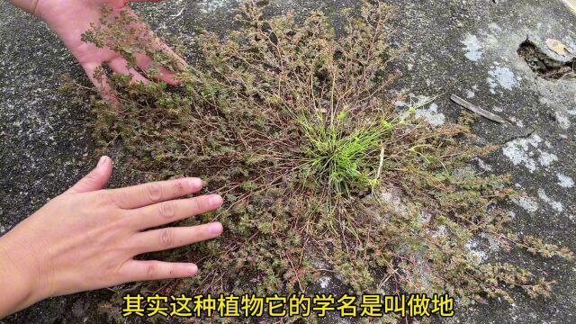 农村不起眼的“痔疮草”,它的用途很强大,很多人都还不认识