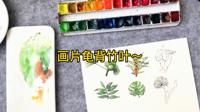 插画里的常客龟背竹怎么画呢?