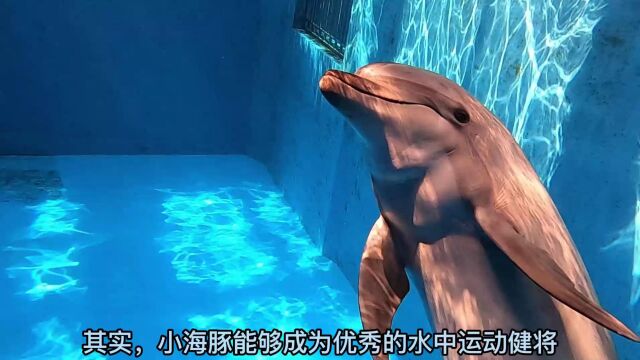 融创海洋学院海豚鳍肢介绍