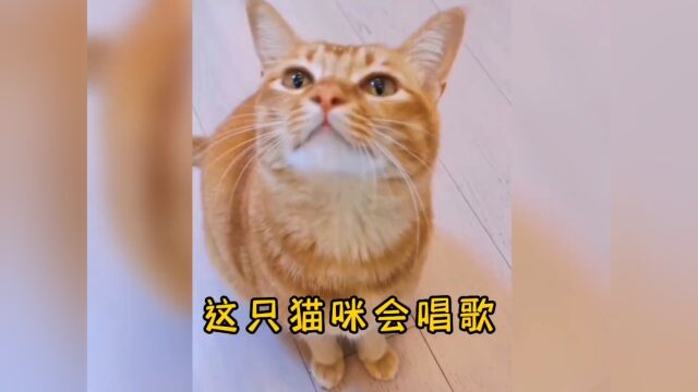 一只会唱歌的猫咪#宠物搞笑