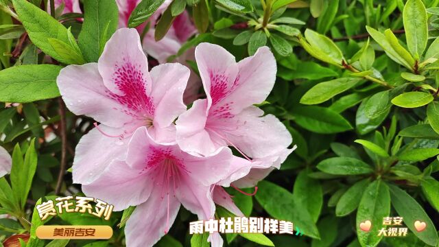 吉安赏花:雨中杜鹃别样美