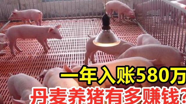 丹麦养猪有多赚钱?一年入账580万,为何能这么赚钱?