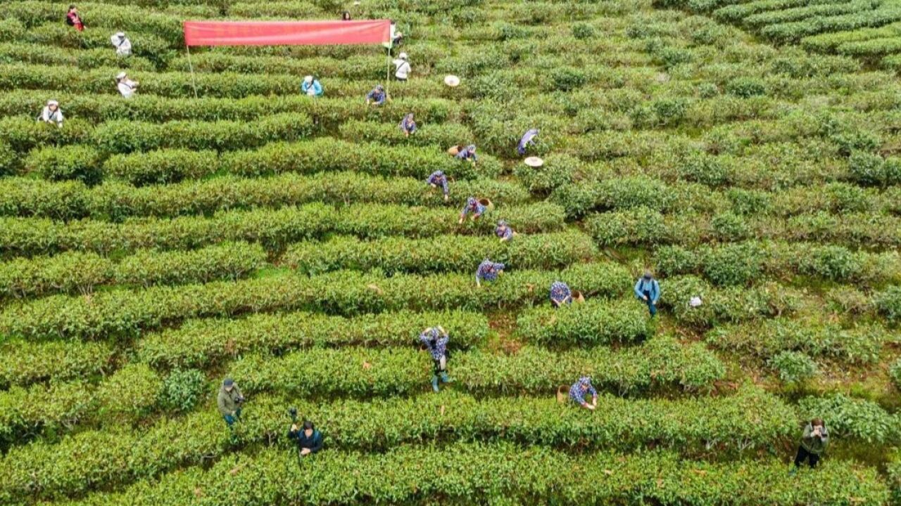 韶关仁化2.5万亩茶山“抢鲜”开采,茶叶飘香促振兴